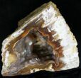 Agatized Fossil Coral Geode - Florida #22426-2